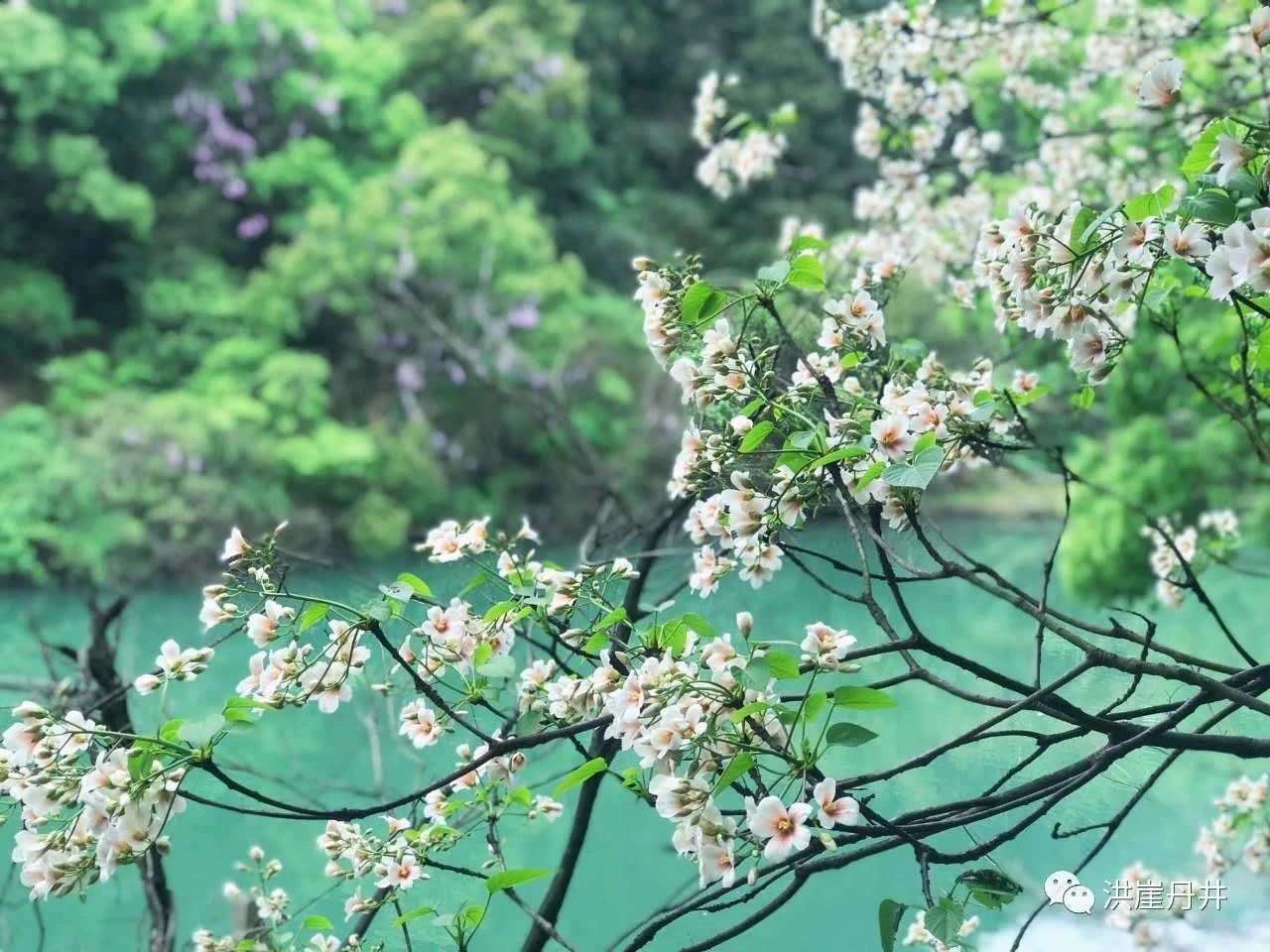 【节日活动】洪崖丹井景区 “三八女王节”福利抢先看